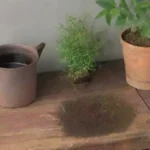cómo utilizar cenizas de madera como fertilizante eficaz