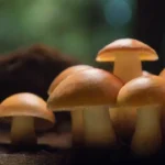 Consejos para el cultivo de hongos medicinales efectivos