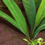Cómo afecta el injerto la vida útil de la planta madre