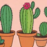 Cuida los cactus con sol