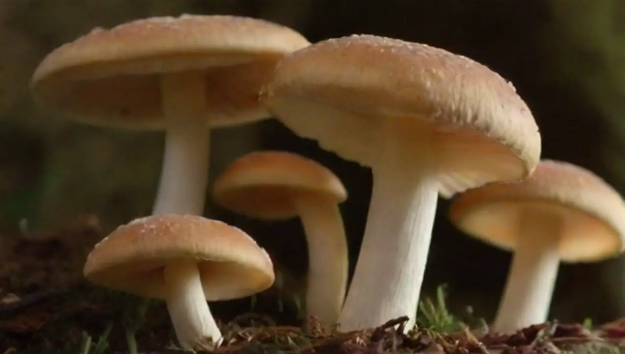 El valor nutricional de los hongos de Cuáles son los mitos sobre el consumo de hongos