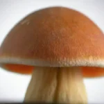 Efectos de los hongos en cadenas alimenticias: investigaciones recientes