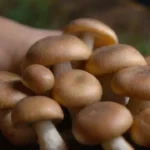 Guía para almacenar hongos frescos después de la cosecha