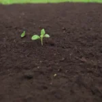 Consejos para suelo saludable: compost orgánico