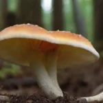 Investigación sobre hongos y su papel en la crisis ambiental
