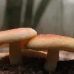 Efecto de la temperatura en la nutrición del hongo cultivado