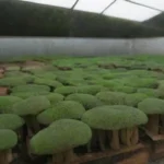 Errores comunes en invernaderos para cultivo de hongos y su solución