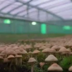 Efecto del clima en la producción de hongos en invernaderos
