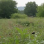 Control natural de plagas y agricultura sostenible para cultivos sanos y biodiversidad