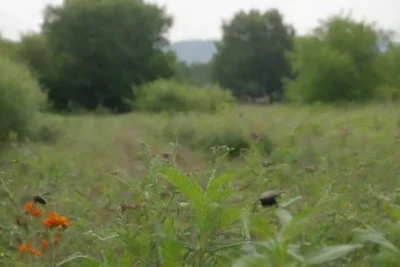 Control natural de plagas y agricultura sostenible para cultivos sanos y biodiversidad