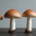 Guía paso a paso sobre cultivos de hongos con materiales