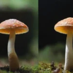 Estrategias efectivas para ventas directas de hongos