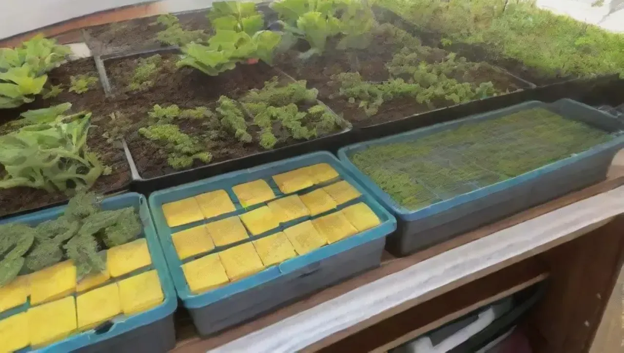 Una granja hidropónica vibrante con verduras, herramientas y proyecciones financieras en un ambiente soleado