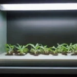 Qué es una incubadora y cómo ayuda en la fructificación
