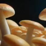 Consejos para garantizar la frescura del hongo en la venta