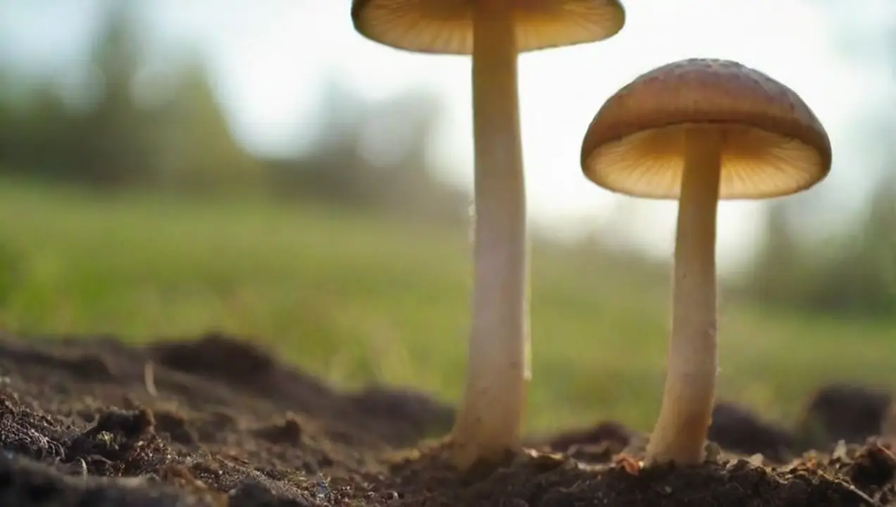 Fases del Desarrollo de los Hongos de Ciclo de Vida y Desarrollo de los Hongos Cultivados