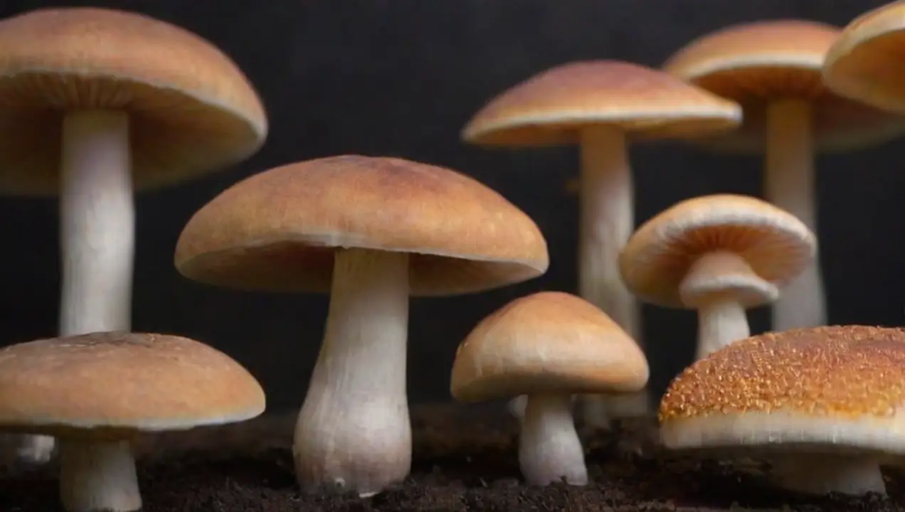 Diferentes tipos de hongos para cocinar de Estrategias efectivas para incluir hongos en tu dieta diaria