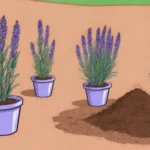 Siembra lavanda cuidando el suelo