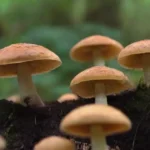 Eventos y festivales dedicados a la recolección de hongos