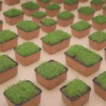 Estudiantes aprenden sobre sostenibilidad plantando microgreens en el aula
