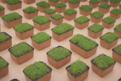 Estudiantes aprenden sobre sostenibilidad plantando microgreens en el aula