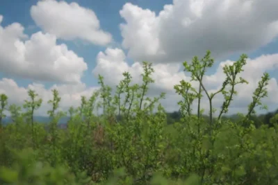 Naturaleza vibrante y resiliencia comunitaria