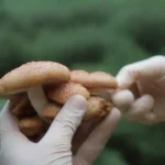 Importancia de los guantes estériles en el cultivo de hongos