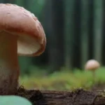 Potencial de los hongos para mejorar prácticas de cultivo