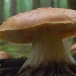 Uso de hongos en la medicina preventiva: moderna y tradicional