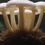 Guía completa sobre cultivo de miscelio y sus beneficios