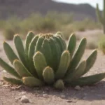 Planificación de cuidados para cactáceas en el desierto