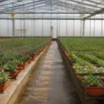 Importancia del drenaje adecuado en invernaderos para las plantas