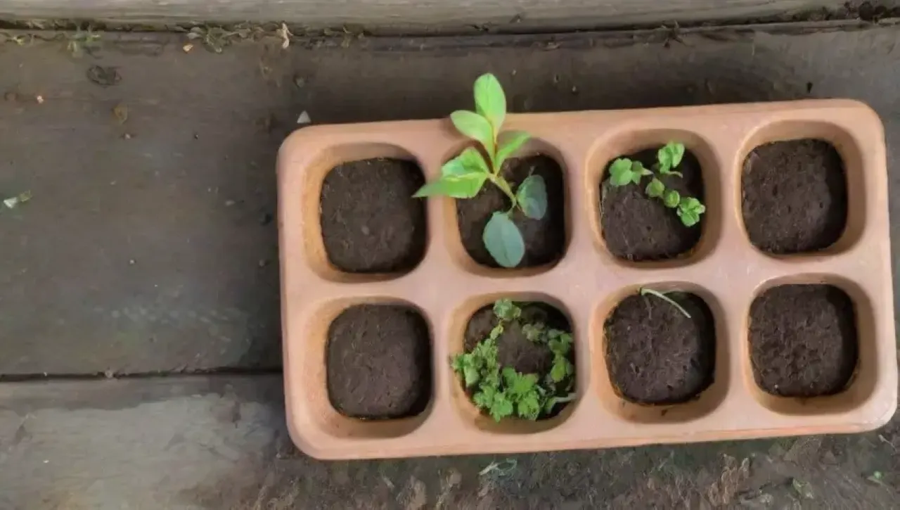 Trays biodegradables con plántulas delicadas en un entorno natural vibrante y sostenible