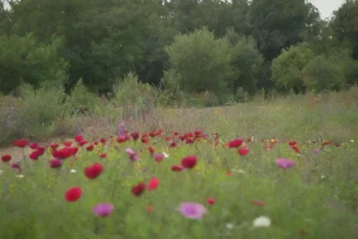 Campo abierto con vegetación vibrante y jardines terapéuticos en un ambiente tranquilo