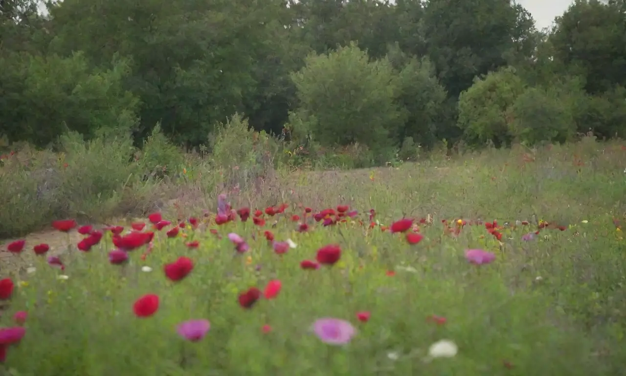 Campo abierto con vegetación vibrante y jardines terapéuticos en un ambiente tranquilo