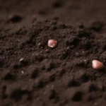 Suelo rico y bien drenado con materia orgánica y variedades de hierbas