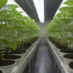 Cómo comparar el cultivo hidropónico y el tradicional