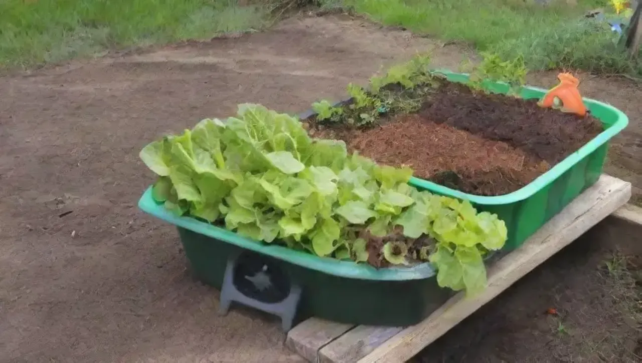 Un jardín vibrante y colorido con lechugas, flores, herramientas y naturaleza en armonía