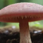 Consecuencias de ignorar las enfermedades por hongos en la salud