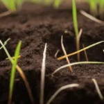 Sustrato ligero que favorece la salud de la planta y el desarrollo radicular