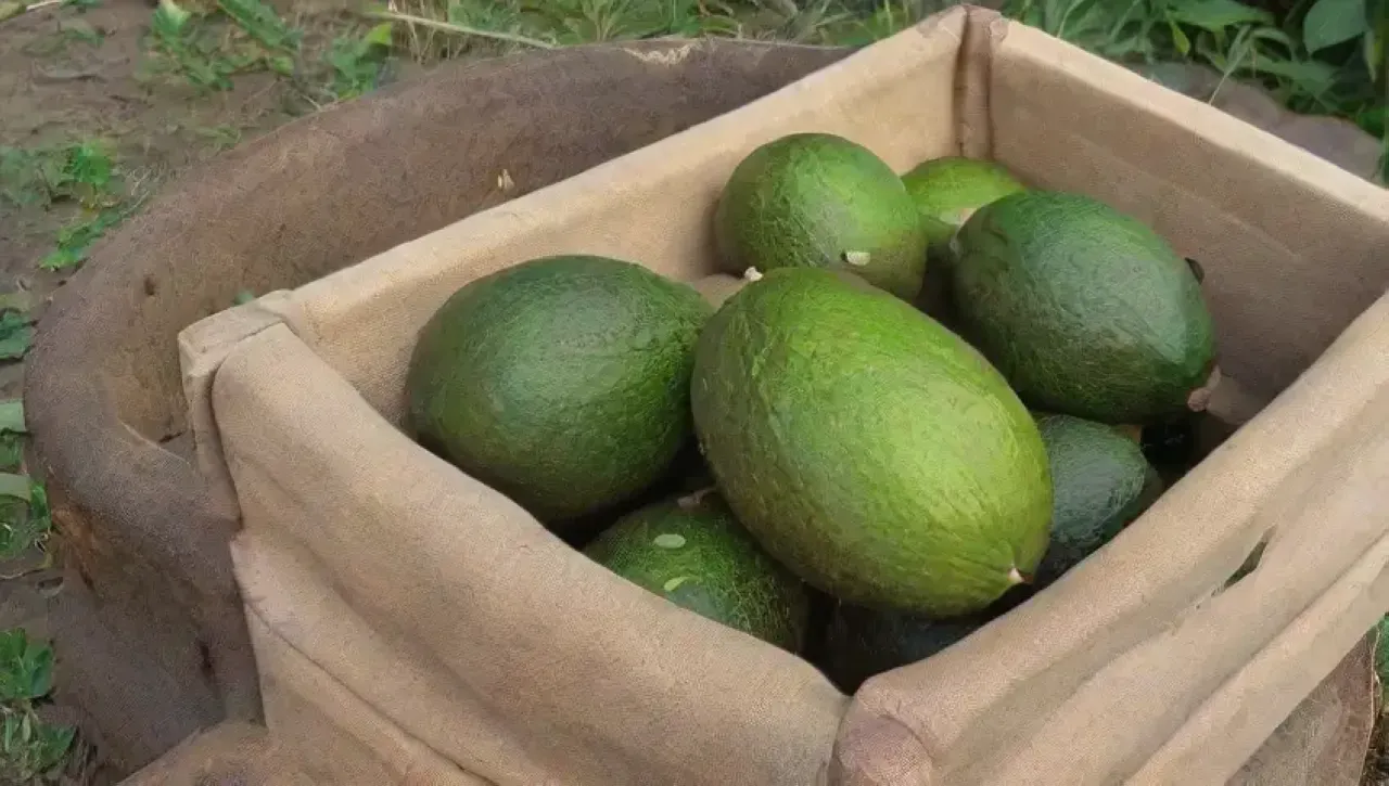 Aguacates verdes brillantes se cuidan delicadamente en un entorno natural y sereno