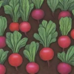 Remolachas vibrantes y saludables en un jardín casero