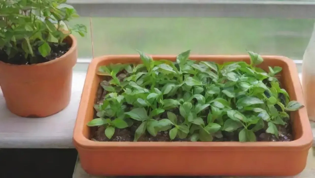 Un jardín de hierbas frescas y vibrantes en un ambiente acogedor