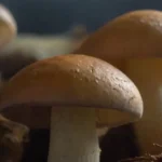 Investigaciones sobre el uso de hongos en procesos industriales