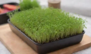 Guía completa para cultivar microgreens en casa de forma sencilla