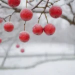 Frutas de invierno