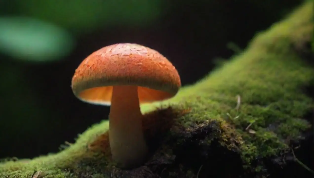 Funcionalidad ecológica de los hongos de Características únicas de diferentes especies de hongos