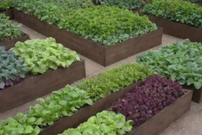 Huerto colorido con vegetales