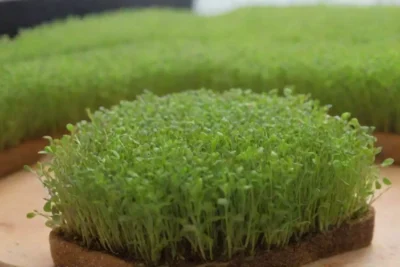 Microgreens saludables crecen eficientemente con riego por goteo y prácticas sostenibles