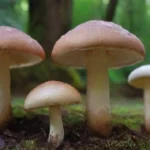 Qué es la blaqueamiento de los hongos y sus causas